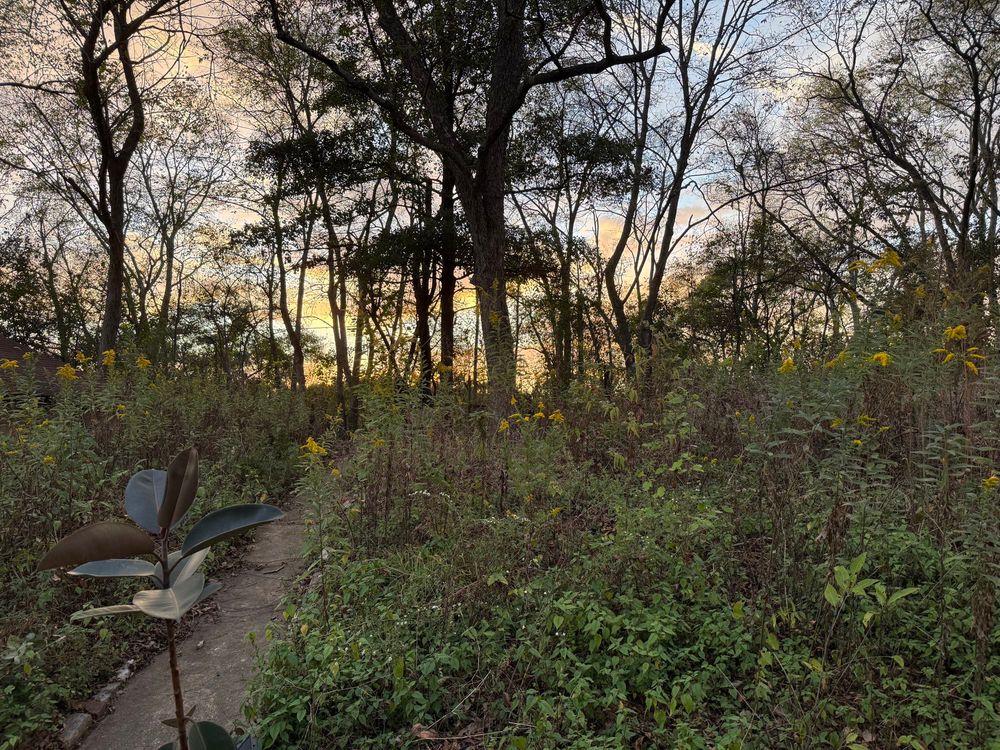A woodland path in Wylam, Birmingham, AL, at sunset. A narrow trail winds through tall grasses and green undergrowth dotted with yellow wildflowers, likely goldenrod. In the foreground stands a small rubber plant with broad, glossy green leaves, contrasting against the wild setting. Leafless and partially leafed trees rise tall in the background, their dark silhouettes forming a web of branches against a glowing sky streaked with gold, orange, pink, and blue. The soft sunset light creates a calm, reflective atmosphere.
