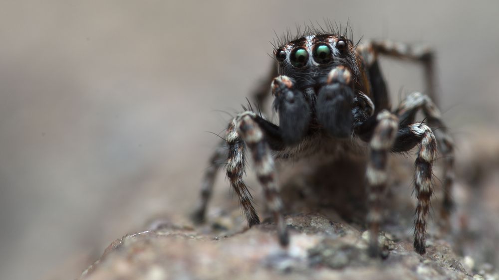 A Ranier's patterned jumping spider sits atop a rock and looks curiously past the camera with his stripey face and black palps. Pentax K-5ii, Pentax DFA 100mm Macro WR with Raynox DCR250, Promaster 7500EDF flash, homebuilt diffuser (courtesy of Sean McCann)