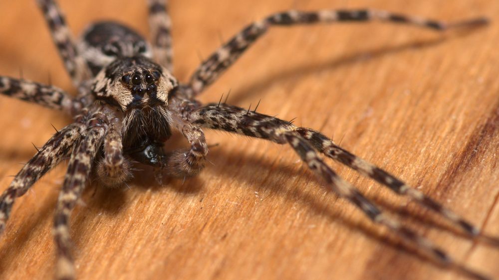 A dark fishing spider with very dramatic eyes munching on some kind of insect.