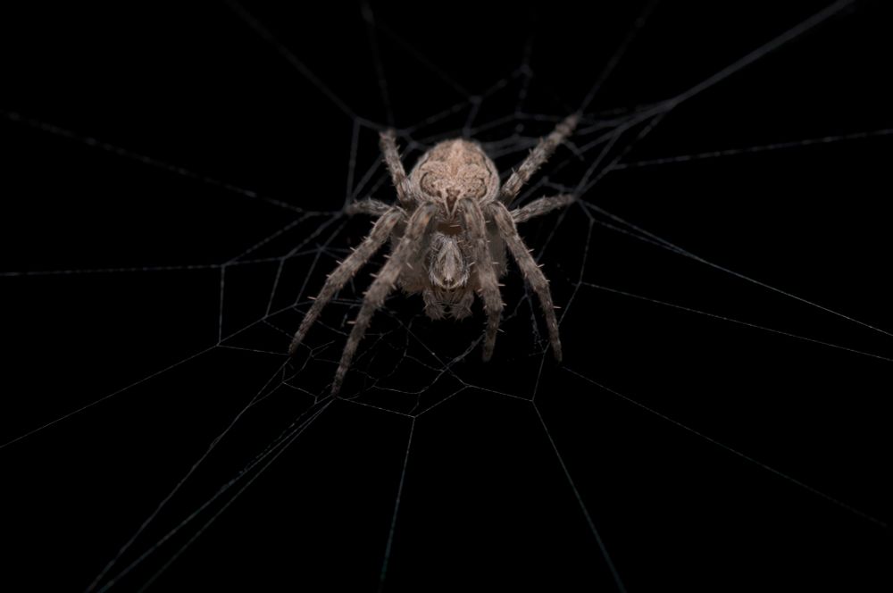 A juvenile Larinioides sclopetarius at the hub of her (?) web.