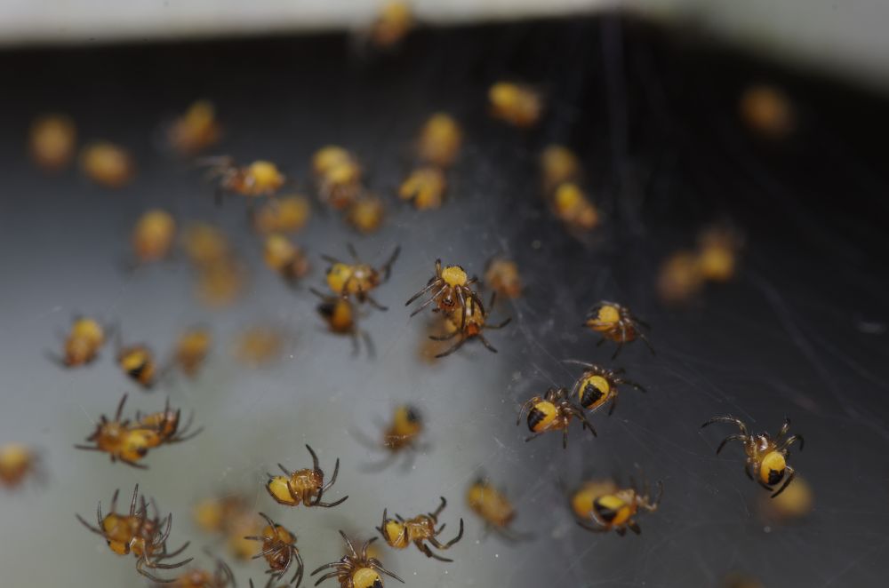 A bunch of cross orbweaver spiderlings with yellow butts sharing their natal web before dispersing.