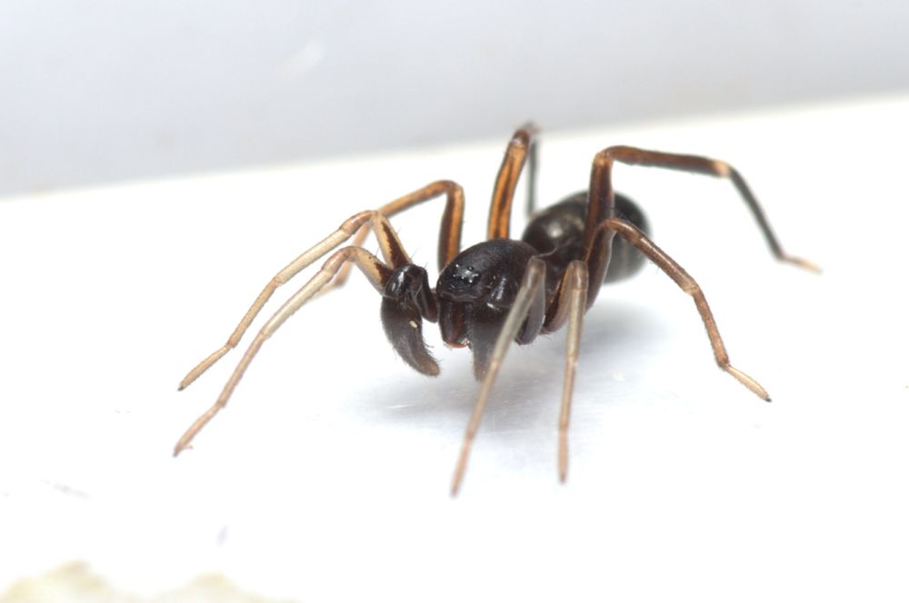 A two-banded antmimic spider showing off his massive palps. What a guy.
