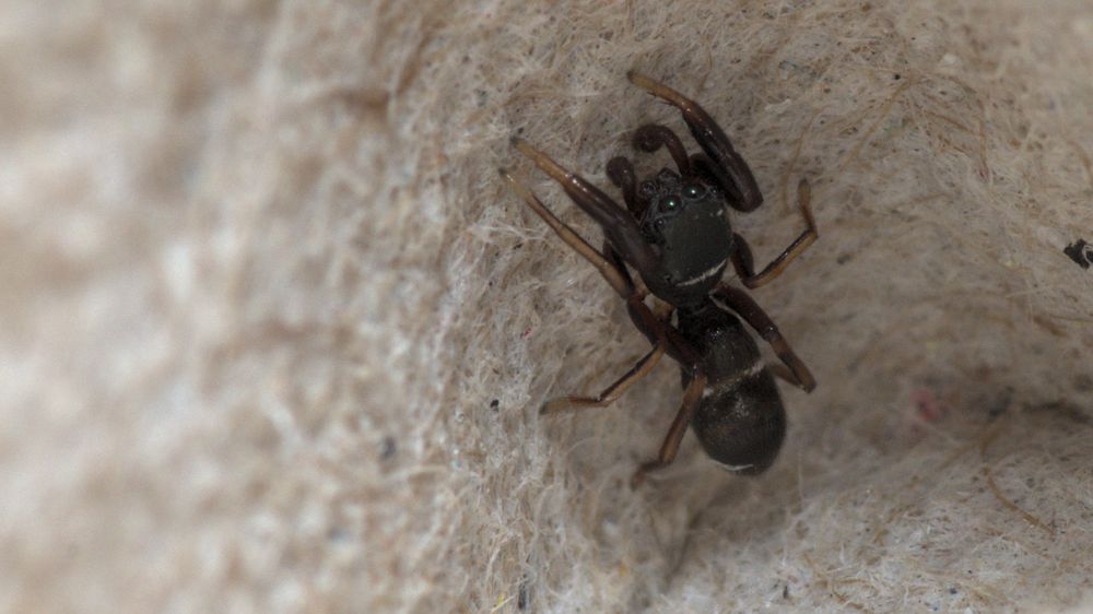 Palearctic ant-mimic jumping spider crouches vertically on an egg carton.