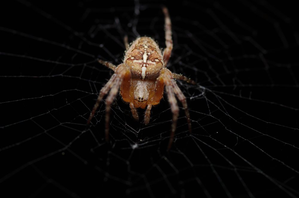 A grown cross orbweaver sits at the hub of her web against a black background.