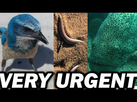The Endangered Species Act is AT RISK... Let's Do Something About It