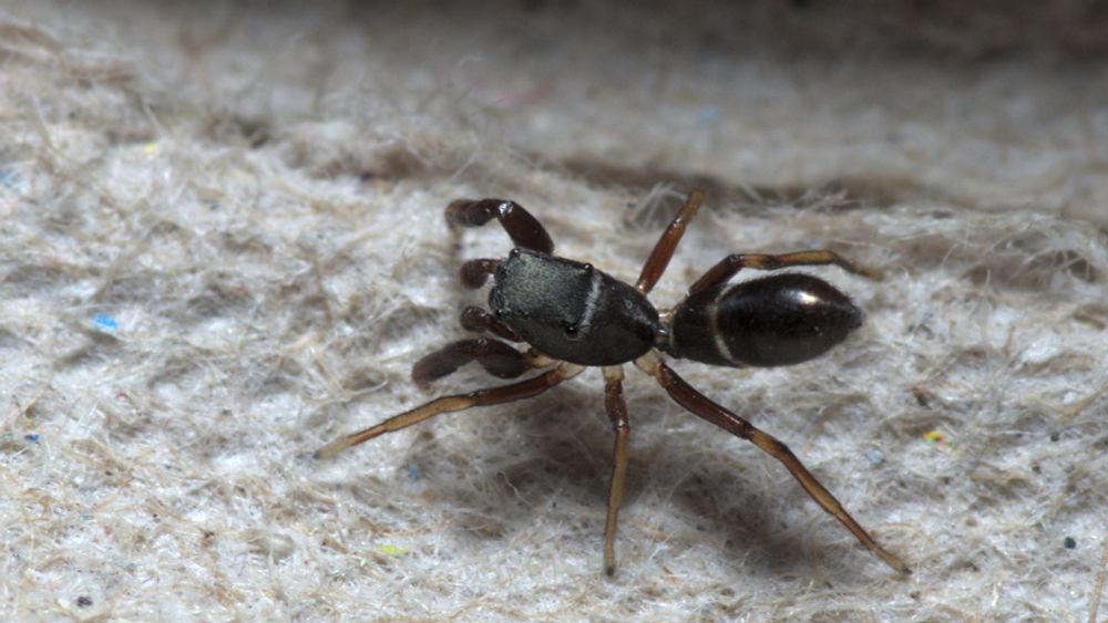 Top-down view of a Palearctic jumping spider, clearly showing the white bands across the back of the head and the abdomen.