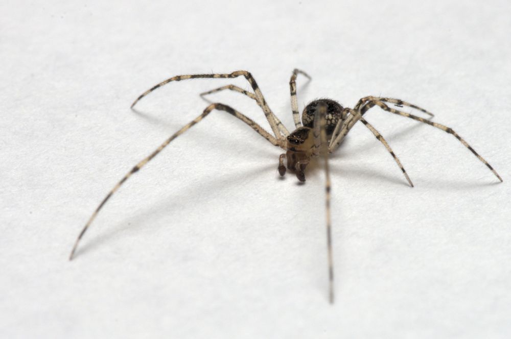A false pirate spider in a rare moment of calm. 