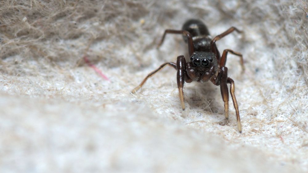 A tiny Palearctic ant-mimic jumping spider looks straight into the camera while perched on an egg carton.