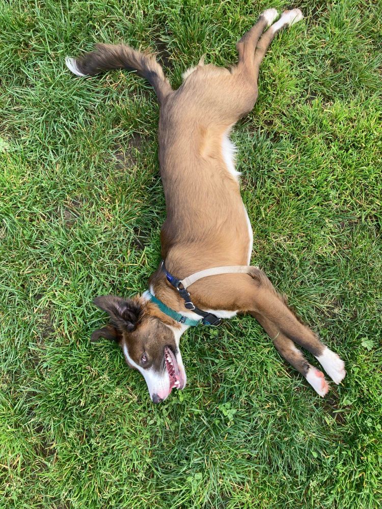Puppy splayed out on grass with impish smile 