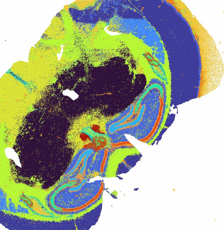 Spatial transcriptomics tissue