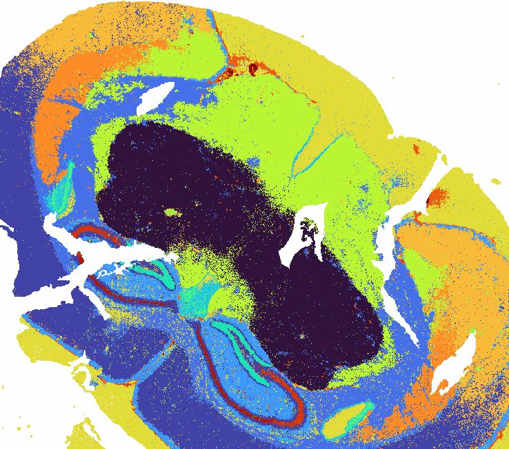 Spatial transcriptomics tissue