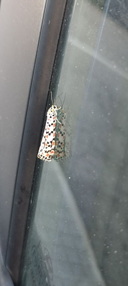 Mariposa Utetheisa pulchella sobre un cristal.
Es una bonita mariposa blanca con motas rojas y negras que hacen pensar en un mantel o cortina algo viejuno. 