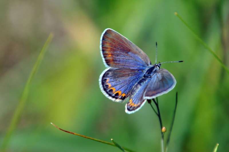 A blue and brown female Karner Blue butterfly