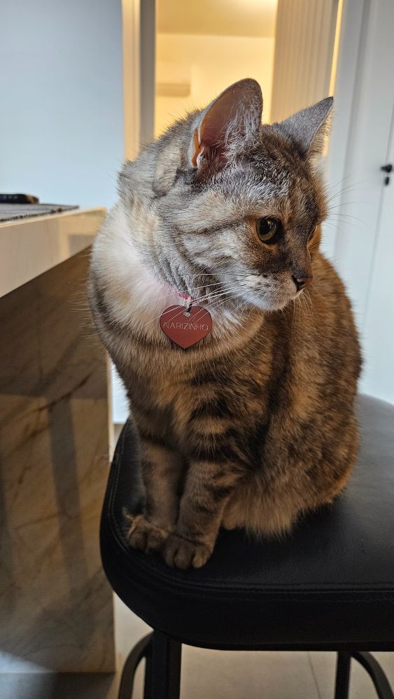 Foto de gatinha fofa com coleirinha de coração escrito Narizinho