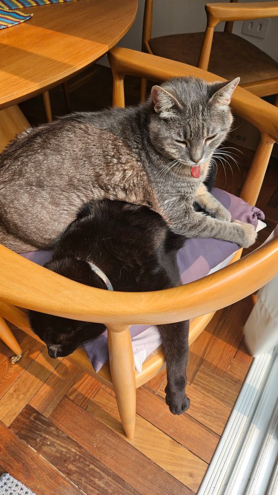 Foto de gata dominadora dormindo sobre gato dominado.