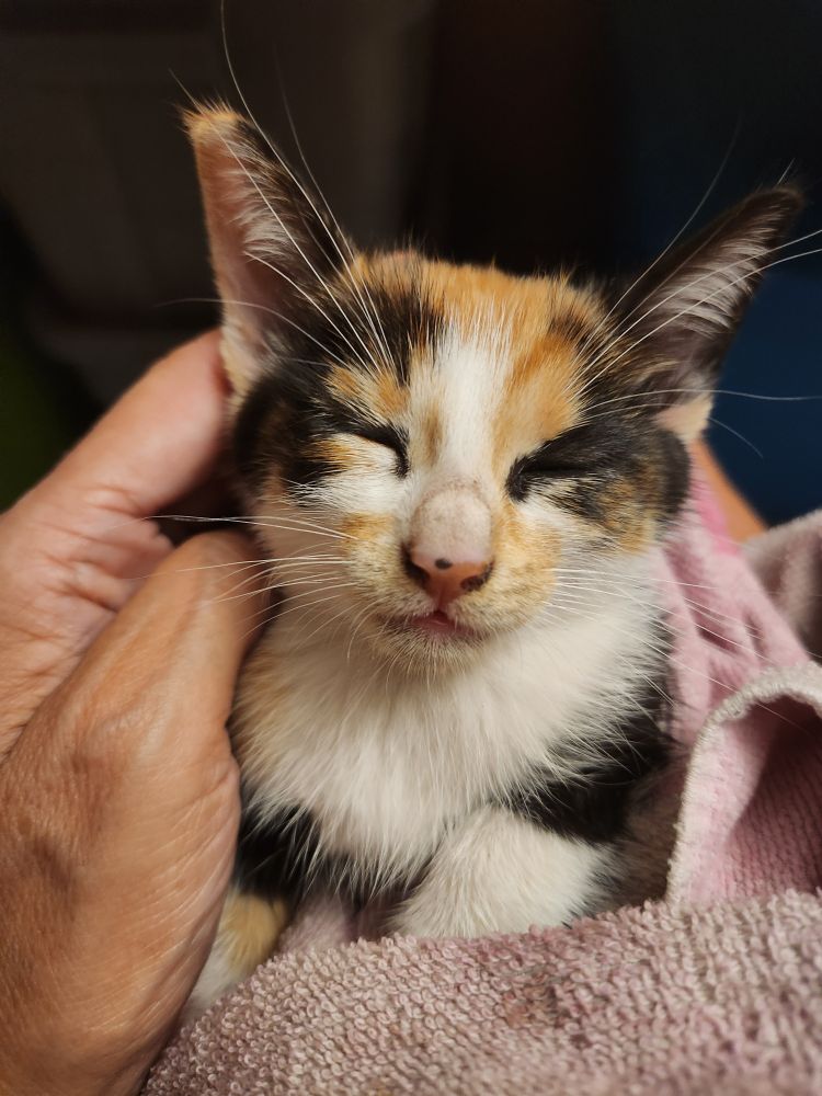 A close-up of a calico kitten with a white chest, orange markings and black markings on her face. She is wrapped in a towel and a hand is petting her head