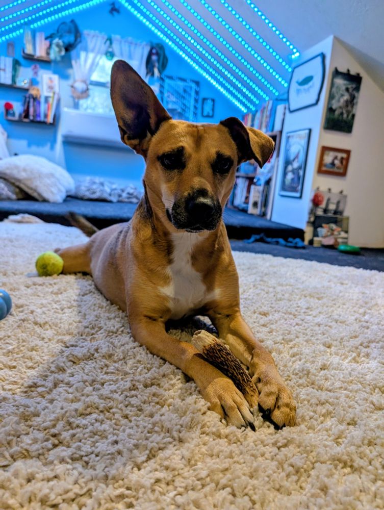 A photo of a tan dog with asymmetrical ears and a white chest lying on a white shag rug with an antler chew between her front paws. 