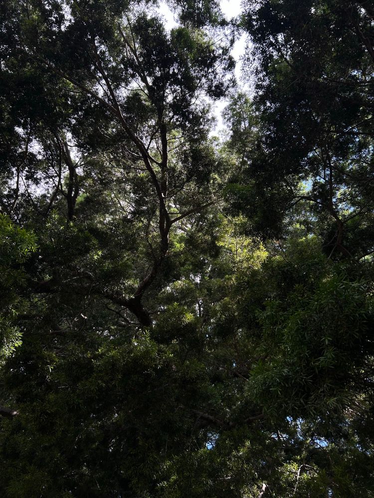 Light coming through the trees