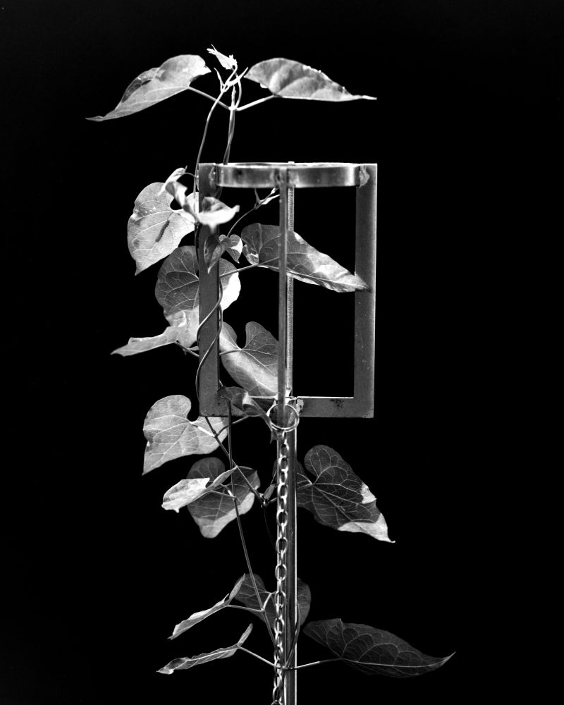 A black-and-white study of a vine growing up a metal tiki torch holder.
