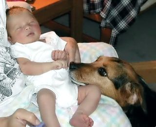 Phil the dog looking at his little sister.