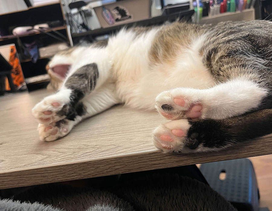 my cat pixel being cute