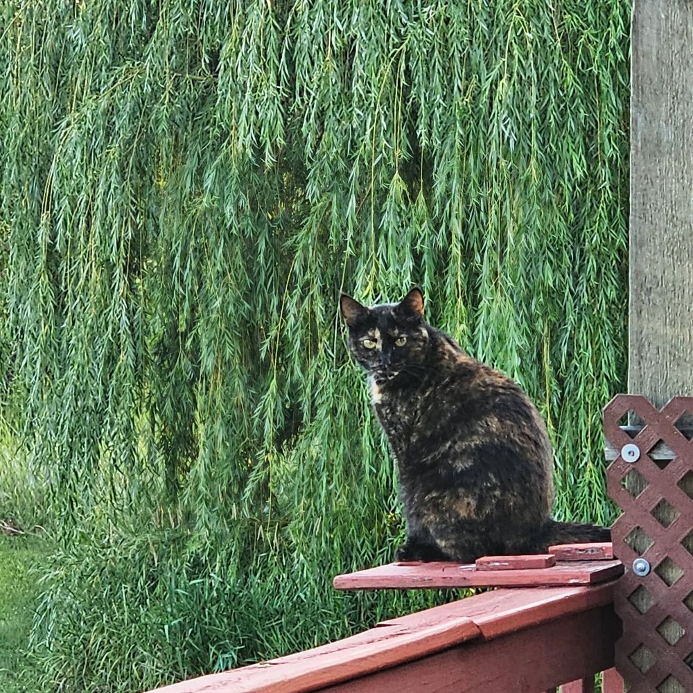 A tortoiseshell cat sitting on a ledge with a willow tree in the background 