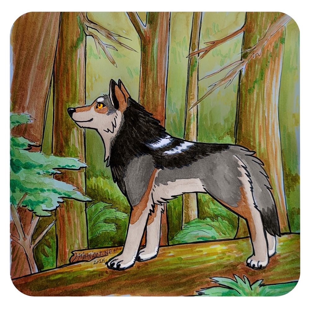 Quill is a grey, black, and tan quadruped wolf in a standing pose with a proudly lifted head. Standing on a log in a dense lush green forest setting surrounded by trees and ferns. This was painted in watercolors at about 5x5 inches. #furry #watercolors 