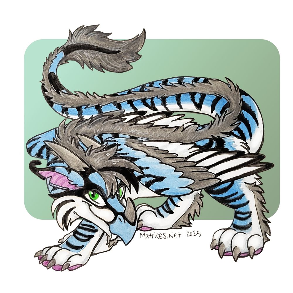 Cyrule is a furry dragon with feathered wings. He is primarily blue and white with grey long fur trailing down his back, hind legs, and a little bit on his chin. All over are black tigerlike stripes across his body, and limbs. He has large fangs coming from his pointed snout. He has a grey-colored horn on his nose, and a straight horn behind each of his eyes. His head is lowered, his wings are folded and lowered, and his body is creating a S-like shape as he stalks towards you on dark-pink padded paws. #furry #furryart #scalie #scaley #dragon #westerndragon #watercolors 