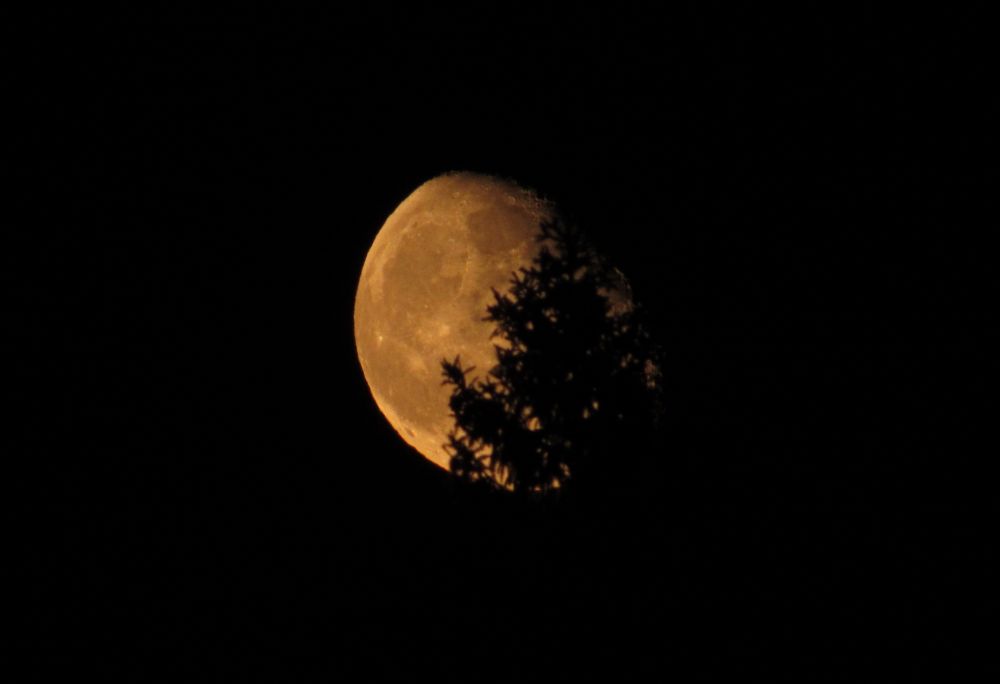 Rising Waning Gibbous partially obscured by a pine tree
10/10/25