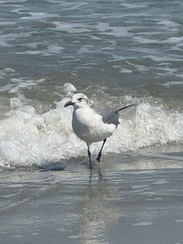 A seagull at Jekyll Island GA