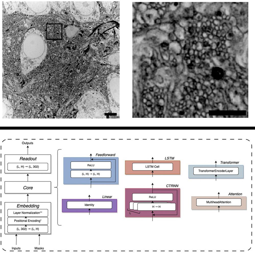 Top, images of lipid stained expansion microscopy processed brain.
Bottom, diagram of machine learning for brain activity prediction.