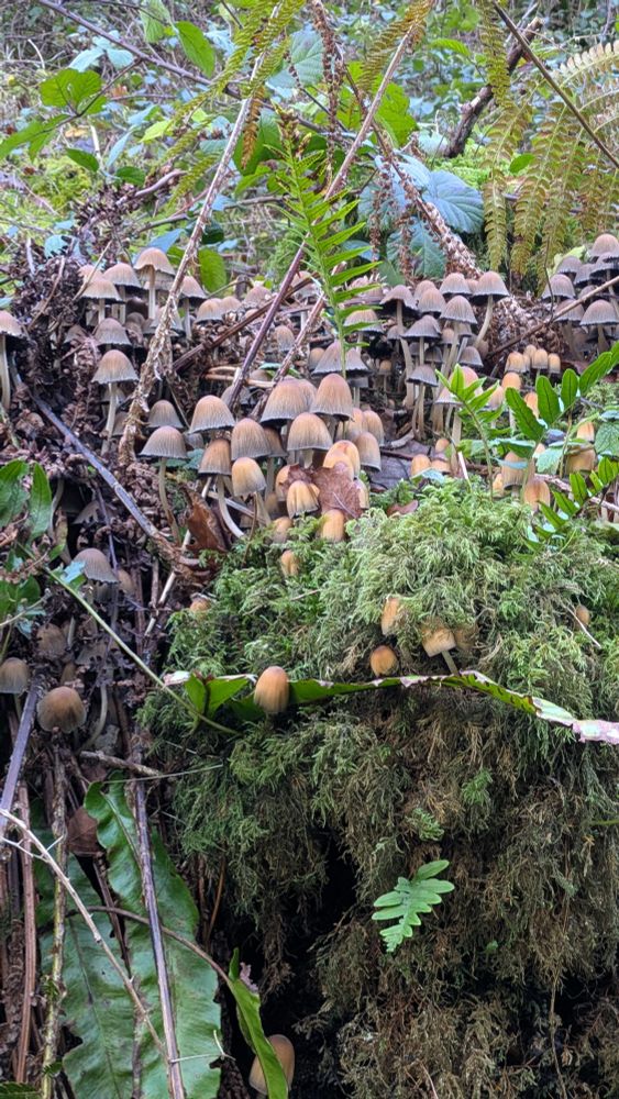 Mushroom on a rotting tree stump