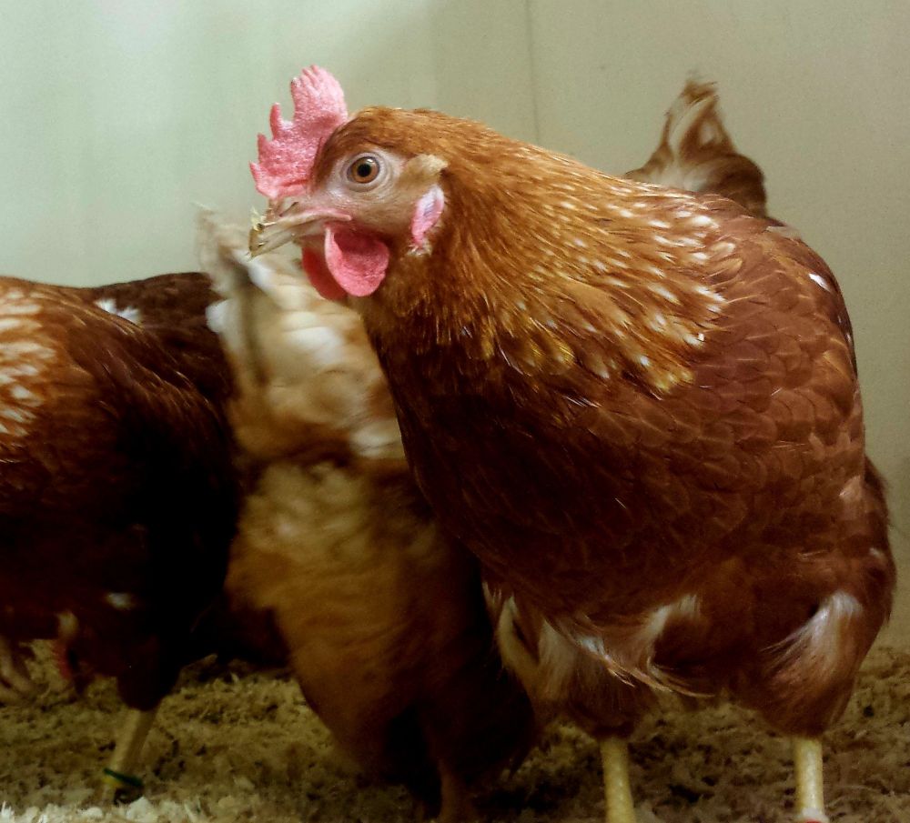 Hen looking at the camera