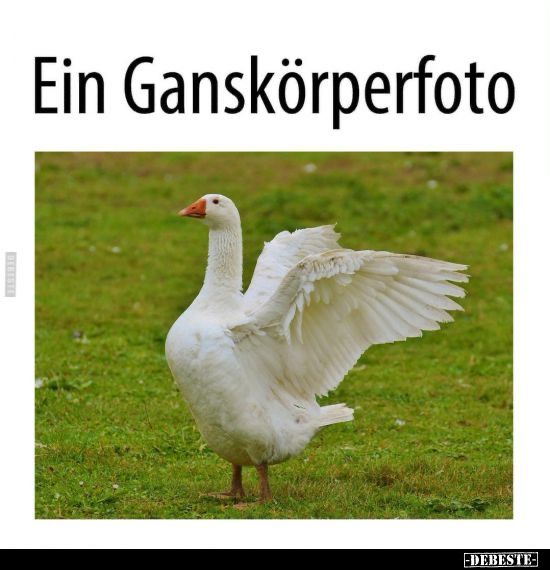 Ganskörperfoto von einer Gans auf einer Wiese.
