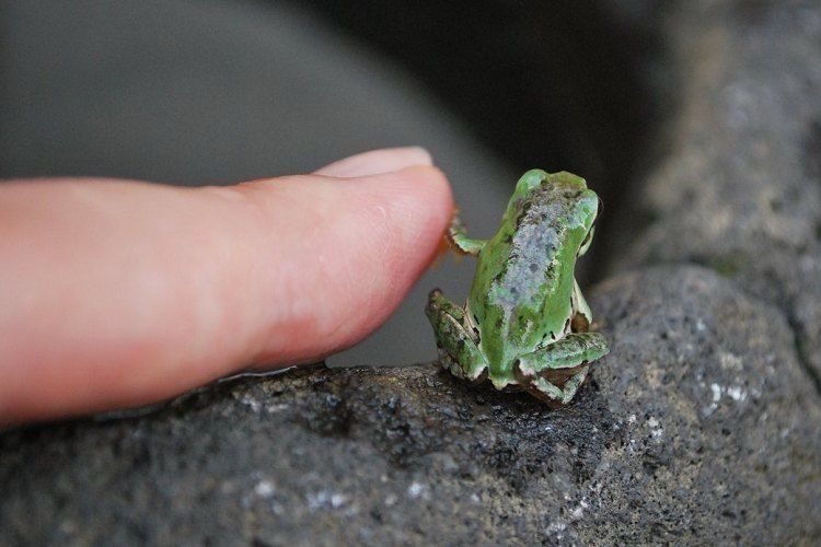 Green frog is giving a fist bump to a finger.