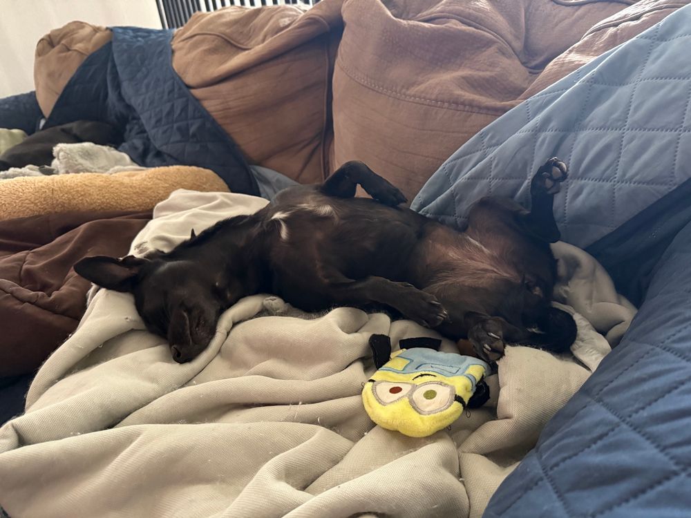 A small black dog lies belly-up on a couch, sound asleep with legs relaxed in the air. The dog is on a light-colored blanket, surrounded by soft pillows and a brown couch back. A small Minion plush toy lies next to the dog, adding a playful touch.