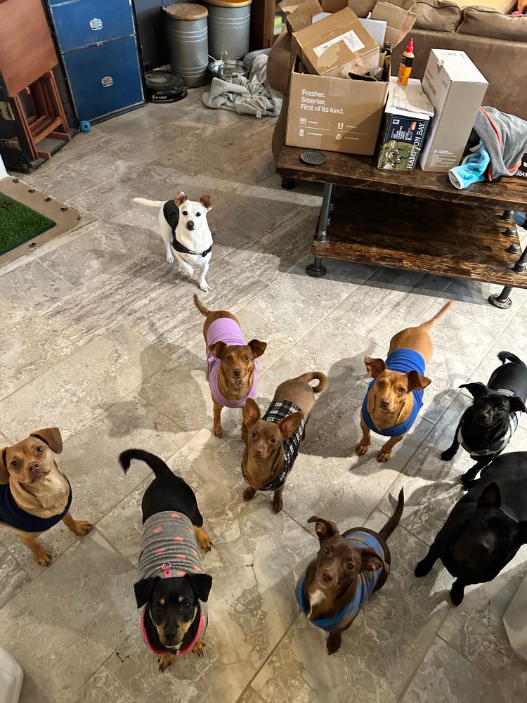 A group of nine small dogs stands on a tile floor looking up at the camera. Several of them are wearing colorful sweaters and jackets. The background shows a couch with some boxes and household items stacked on a coffee table.