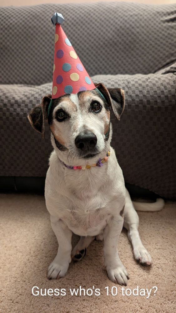 Jack Russell wearing a party hat and beaded necklace.