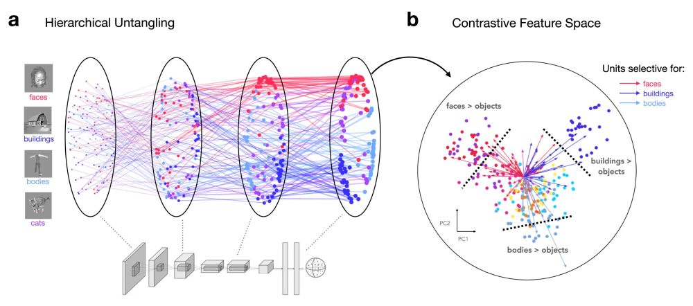 Contrastive Learning Explains the Emergence and Function of Visual Category Selectivity