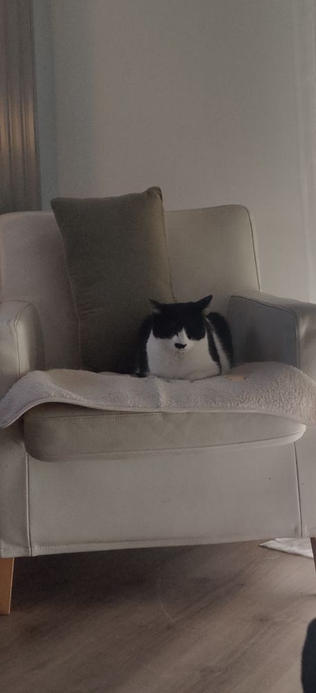 A cat on a seat