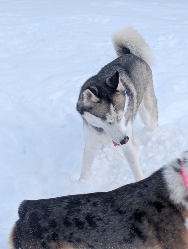 Husky in snow as cattle dog mix running past 