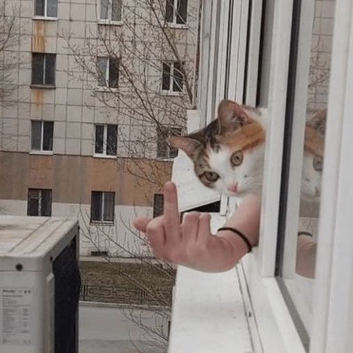 A cat is leaning its head out a window as a person is giving the middle finger, making it look like the cat is doing it.