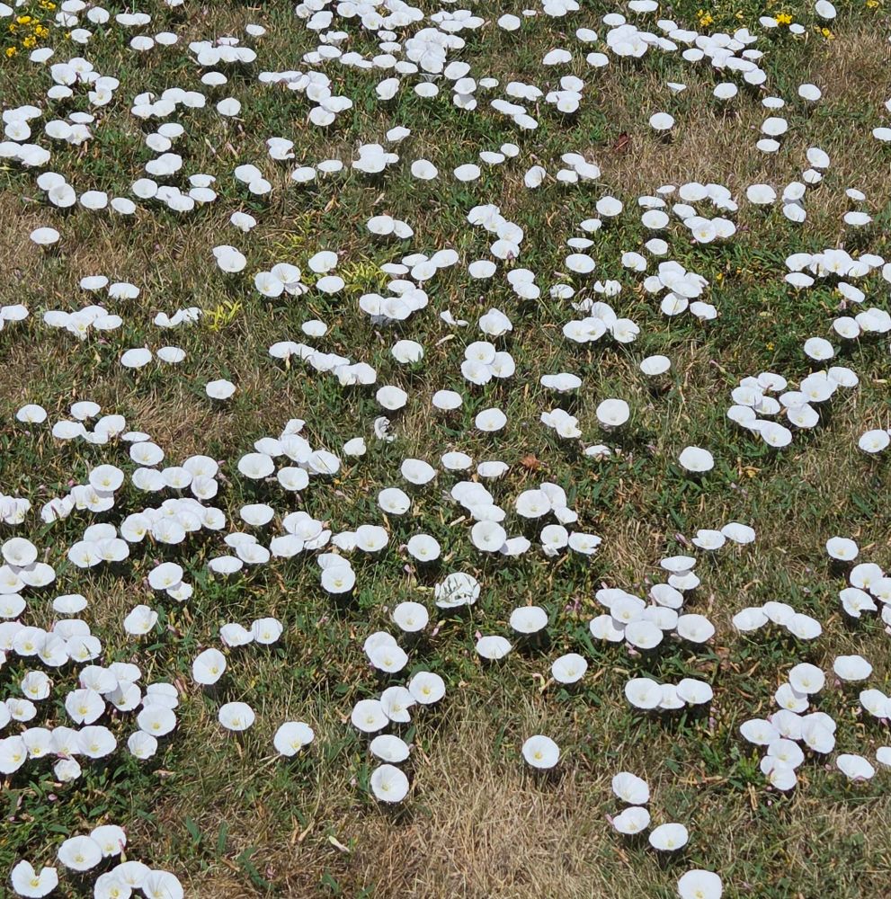 Bright white cupped flowers sitting slightly above the dried dormant grass.