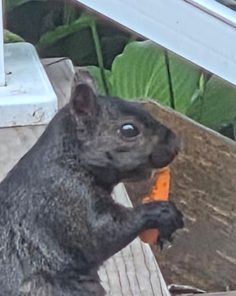 Black squirrel eating a carrot.