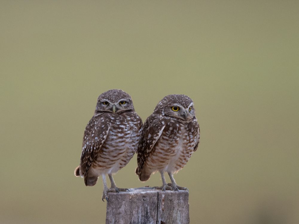 Burrowing Owl Buddies.
Photo by Olivia De Lancie.