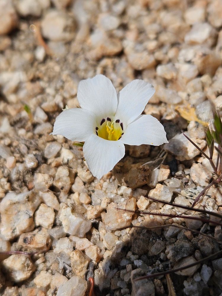 Linanthus parryae (Sandblossoms) blooming in the desert spring. 