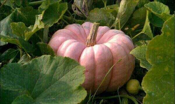 A pink pumpkin called a "porcelain doll" pumpkin sitting in a pumpkin patch.