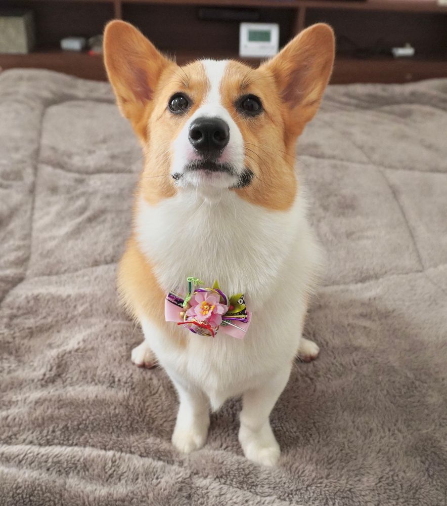 お正月の飾りをつけたコーギー