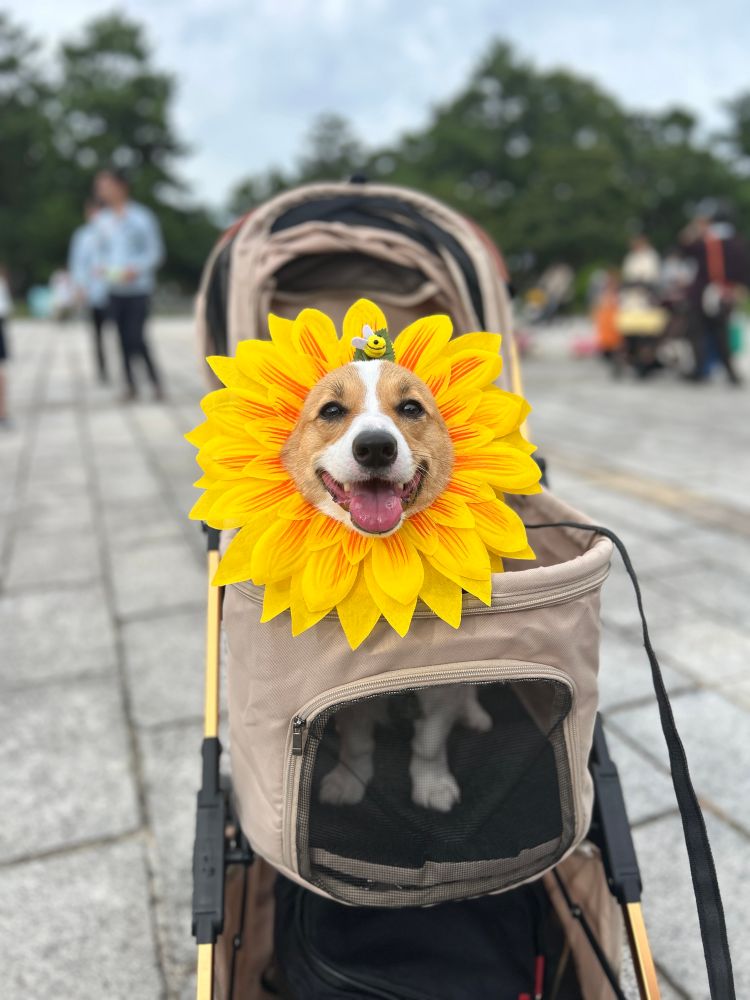 ひまわりをかぶって笑顔のコーギー