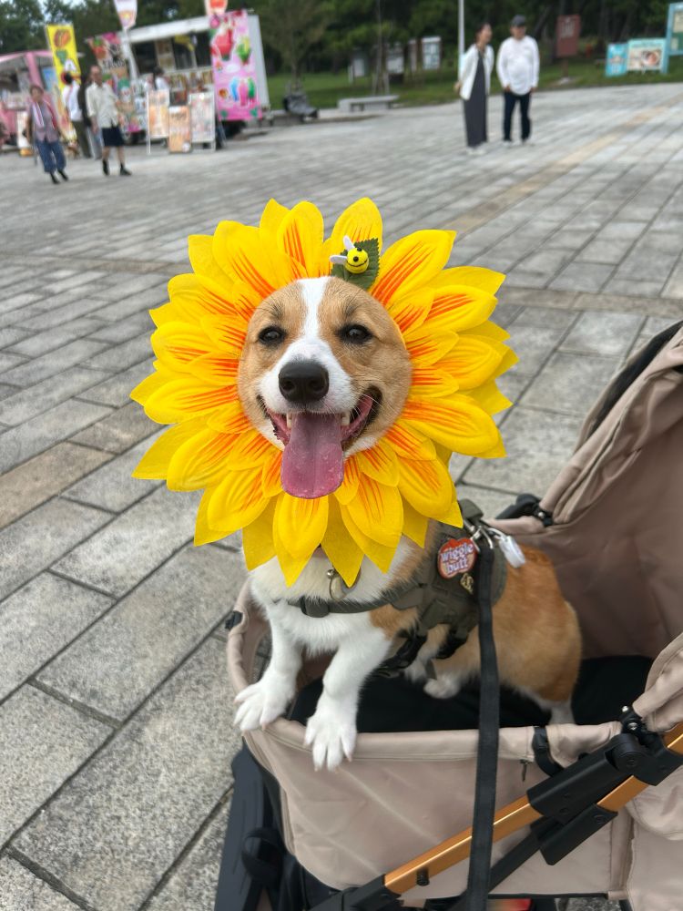 ひまわりの被り物をつけて笑顔のコーギー